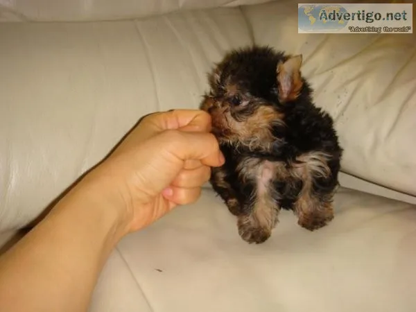 GREAT YORKIE PUPPIES