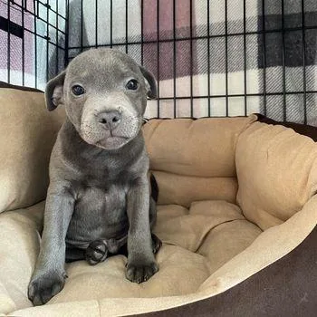BUY STAFFORDSHIRE BULL TERRIER ONLINE