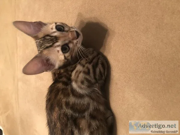 Bengal Kittens