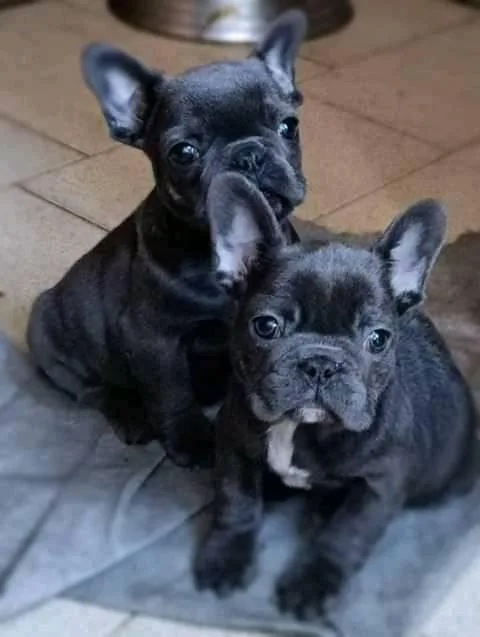 Lovely French Bulldog puppies for sale text via 626-655-1287