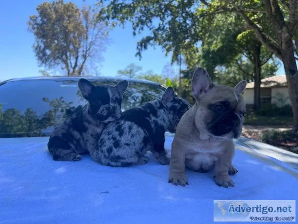  French Bulldog looking for new homes text via 626-655-1287