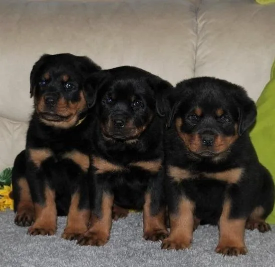 Top Rottweiler Puppies for sale