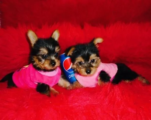 Yorkie puppies available