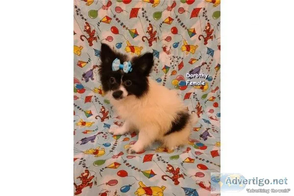 CKC Female Pomimo Puppies