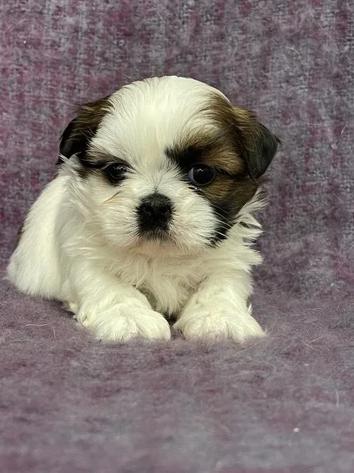 Shih Tzu  puppies for sale