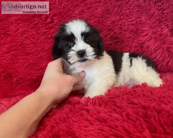 Maltipoo Puppies
