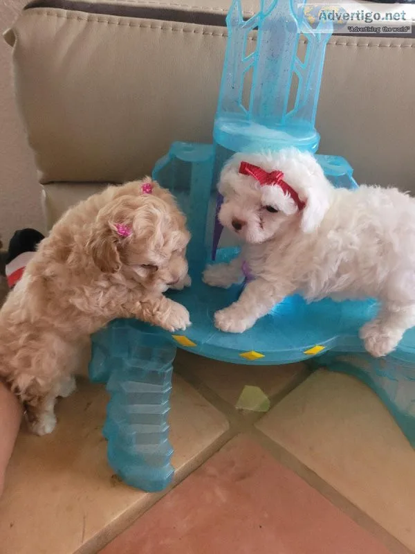 Maltipoo  puppies