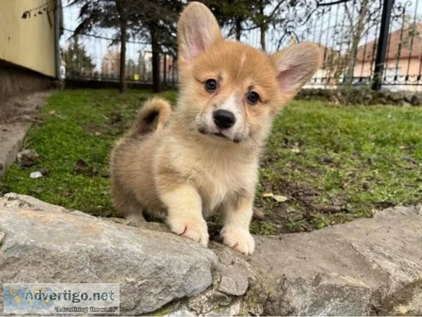 Charlie Cute Corgi puppies for sale