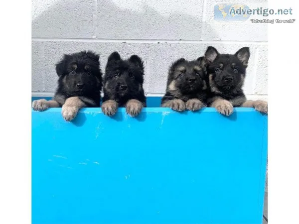 Bred German Shepard puppies for sale