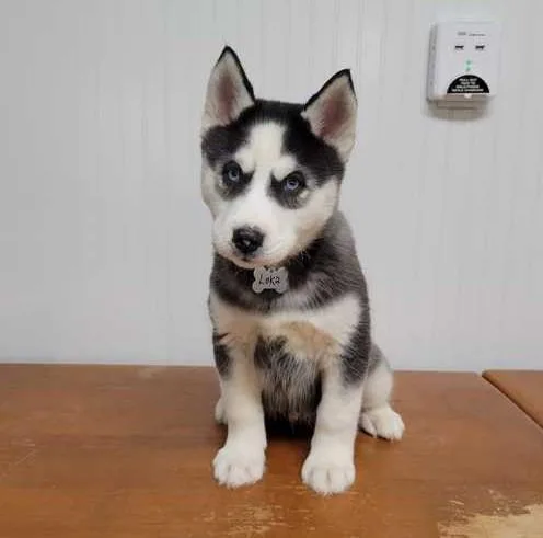 Siberian Husky puppies for sale
