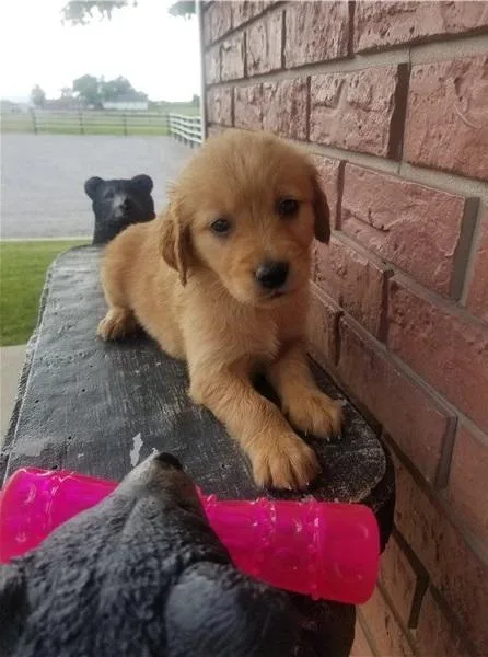 Sophie Specials Golden retriever puppies are searching for they 