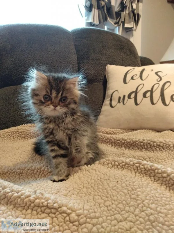 CFA Brown Tabby Persian kitten