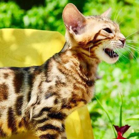 We have stunning TICA registered Bengals for sale.