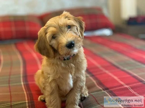 Beautifull goldendoodle Available to go