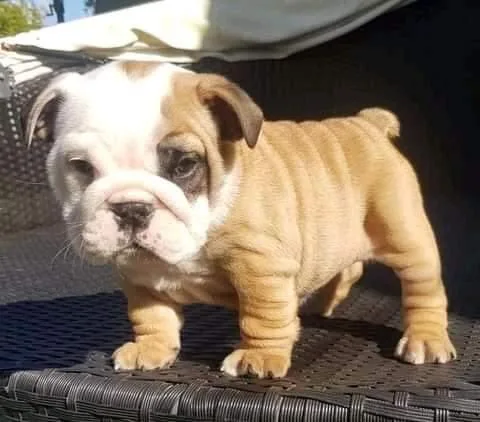 AKC 5 English Bulldog puppies ready for sale text via 626-655-12