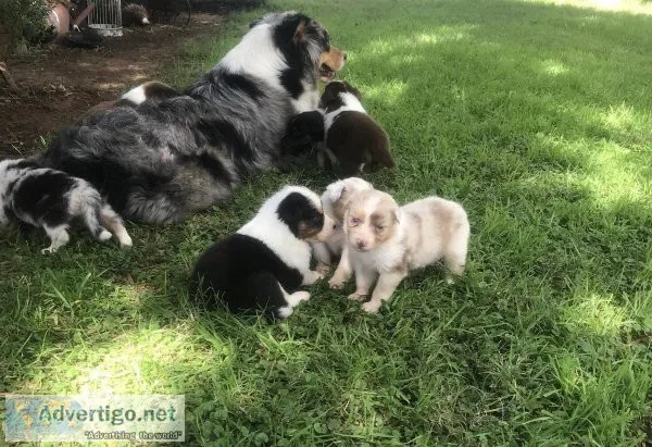 Energetic Australian Shepherd Puppies