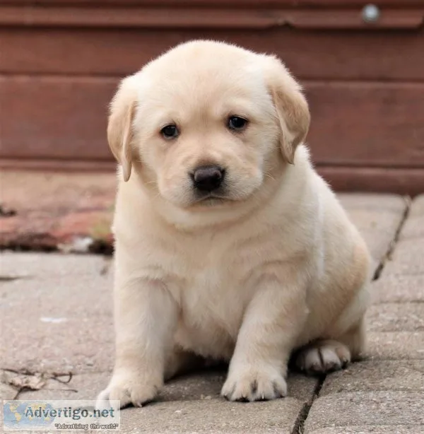 Labrador Retriever puppies for sale