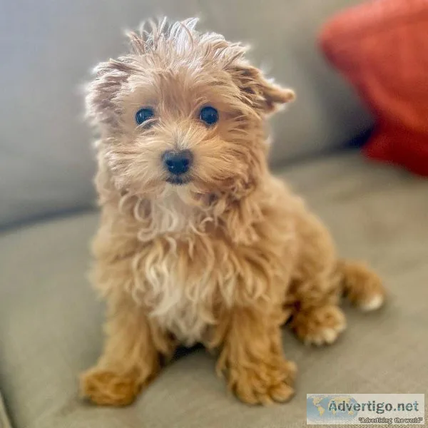 Adorable maltipoo puppies ready to go