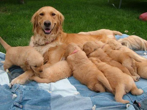 Maggie Specials Golden retriever puppies are searching for they 