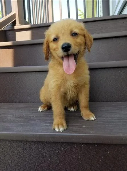 Max Specials Golden retriever puppies are searching for they 5st
