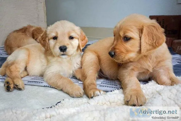Molly Specials Golden retriever puppies are searching for they 5