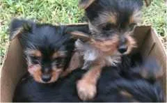 Pretty Yorkie puppies for sale to anyone interested