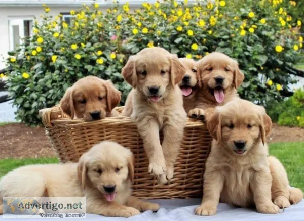Winnie Specials Golden retriever puppies are searching for they 