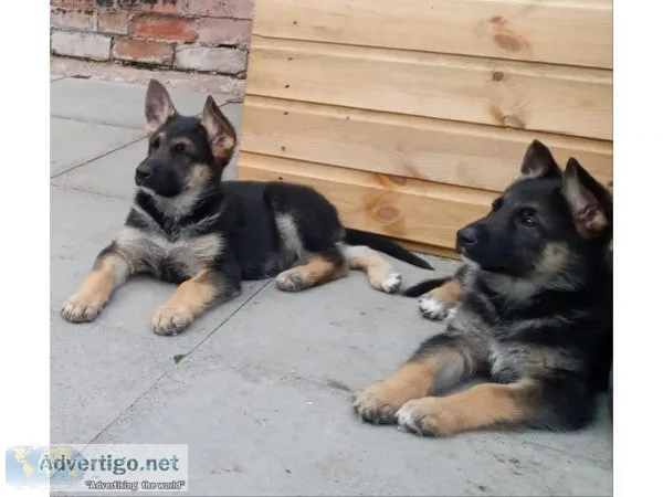 Reg German Shepard puppies for sale