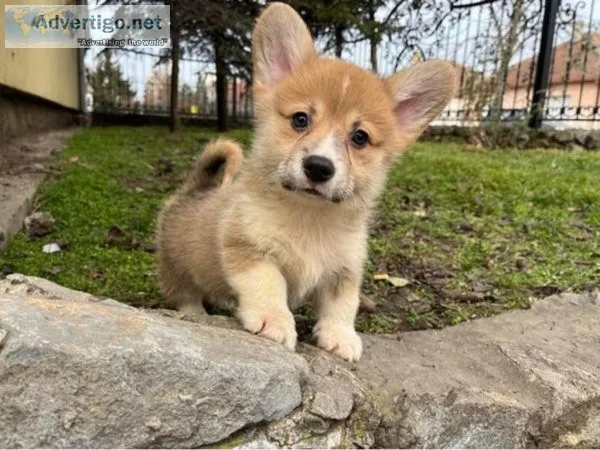 Bella Cute Corgi puppies for sale