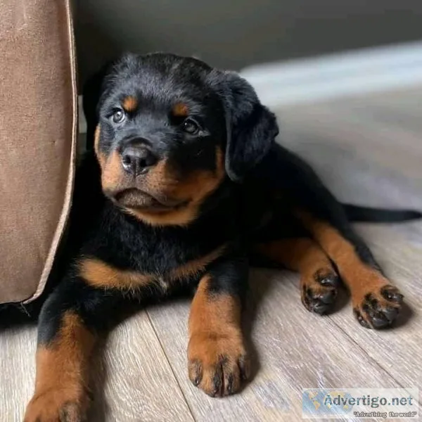 They are 11 weeks oldRottweiler text via 626-655-1287