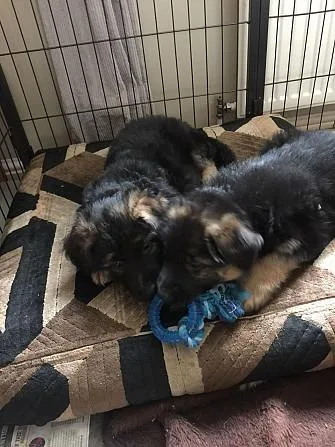 German Shepherd Puppies
