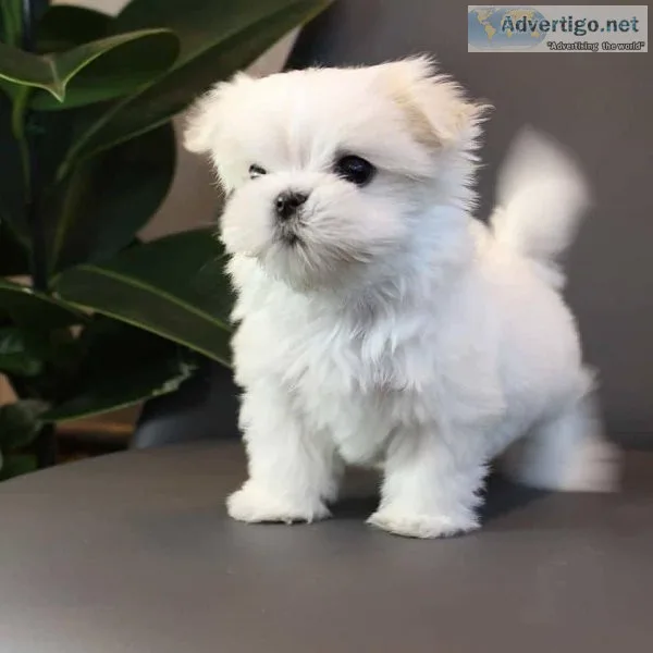 Ready Maltese Teacup Boy And Girl text via 626-655-1287