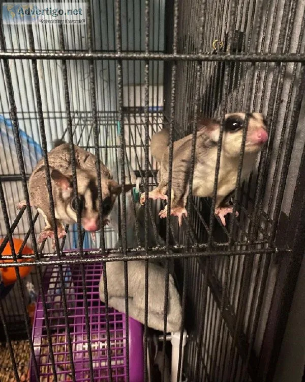 Iconic Sugar Glider Pets Available 