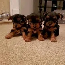 Adorable Teacup Yorkie puppies Available For Lovely Homes