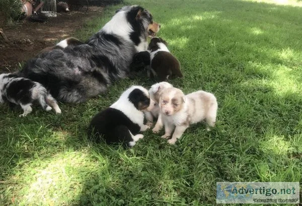 Excellent Australian Shepherd Puppies Available