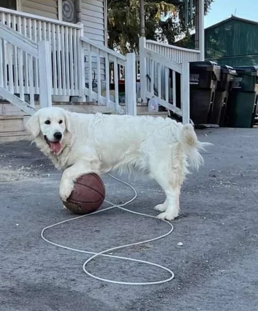 English Cream Golden Retriever Puppies (Now Taking Deposits on u