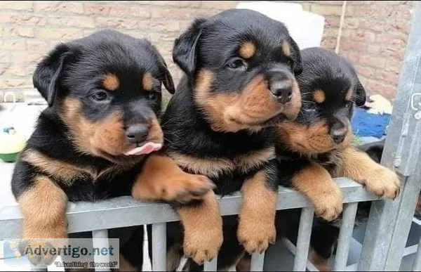 11 weeks oldRottweiler for sale text via 626-655-1287