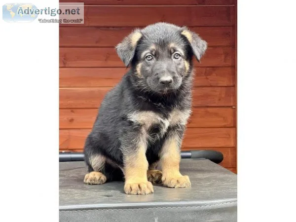 lovable German Shepard puppies for sale