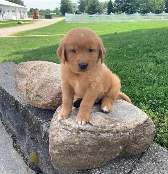 Gracie Specials Golden retriever puppies are searching for they 