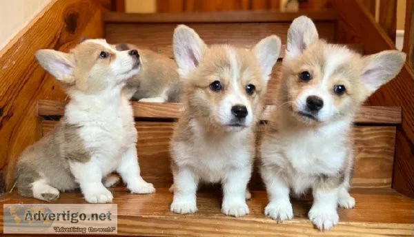 Cute Corgi puppies for sale
