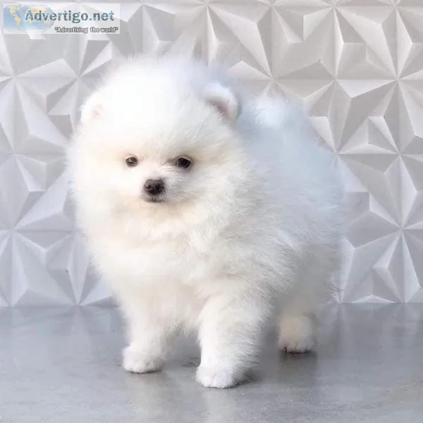 Lovely and Gorgeous tiny pomeranian  text via 626-655-1287