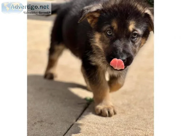 Wonderful German Shepard puppies for sale