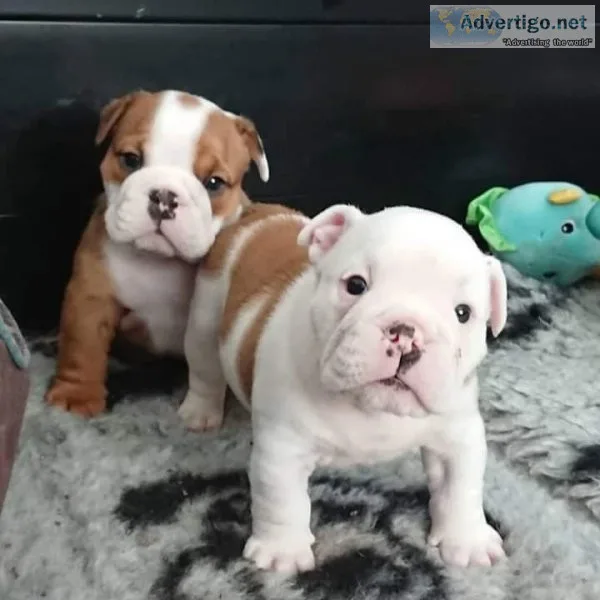 11 weeks old English Bulldog puppies text via 626-655-1287