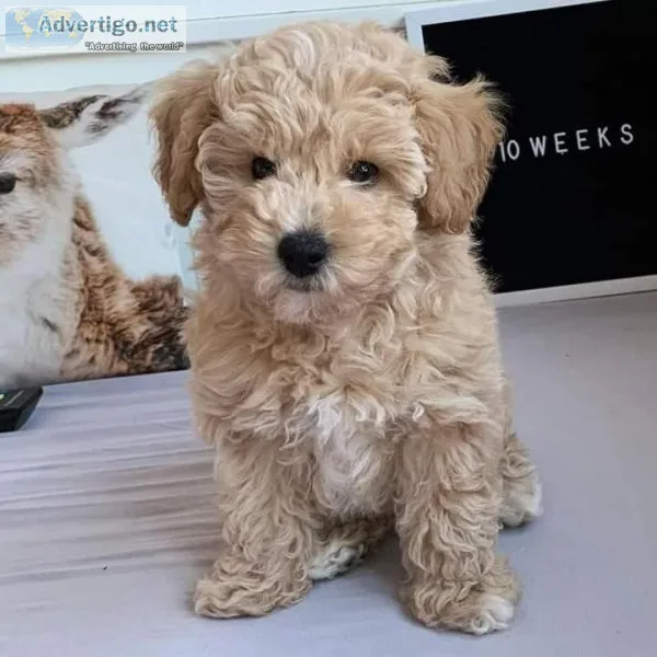 Adorable Maltipoo puppies boy and girl text via 626-655-1287
