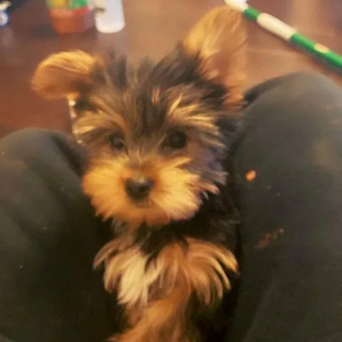 Spend Your Summer With PDmROXIo Yorkie