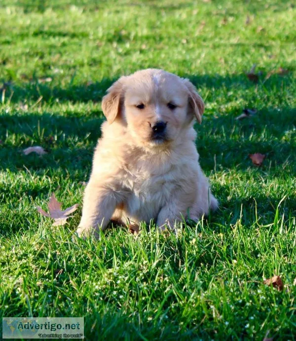 Golden Retriever puppies for sale