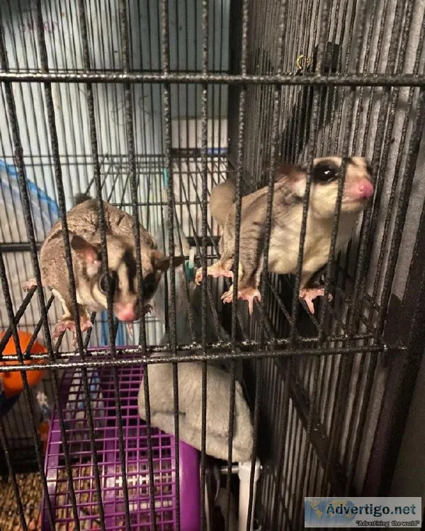 Perfect Sugar Glider Pets Available 