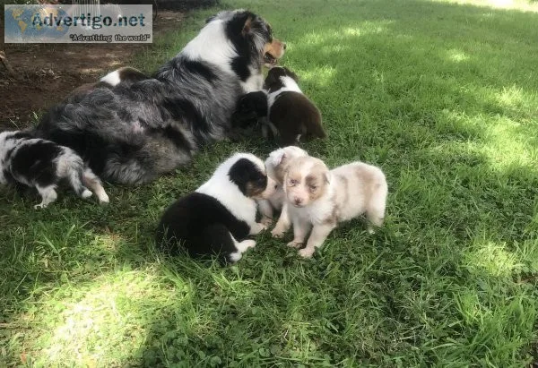 Gorgeous Australian Shepherd Puppies Available