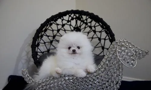 Pomeranian puppies ready to go