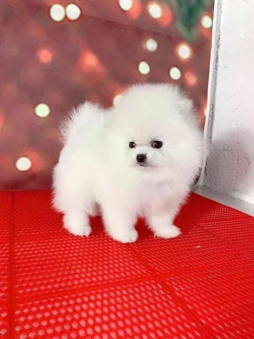 Adorable Pomeranian puppies
